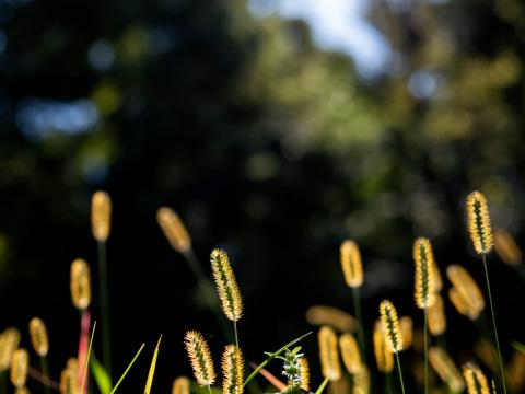 Ears Grass Field Nature