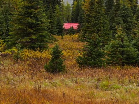 Edge Forest Trees House Nature