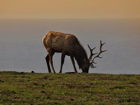 Elk Antler Animal Field Wildlife