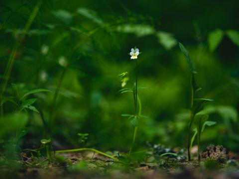 Field-violet Flower Plant Macro