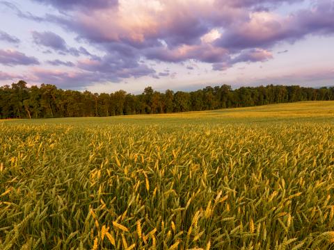 Field Ears Sunset Landscape Nature