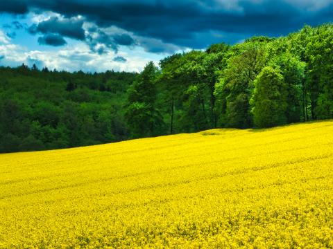 Field Flowers Forest Trees Landscape