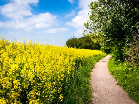 Field Flowers Path Nature Landscape