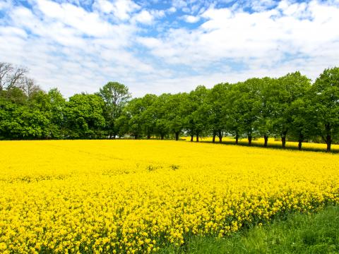 Field Flowers Yellow Trees Nature Landscape