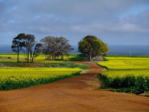 Field Path Trees Nature Landscape