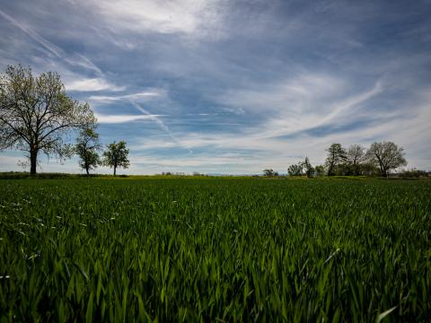 Field Trees Grass Sky Nature Landscape