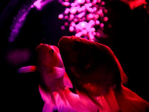 Fish Pets Backlight Purple Dark