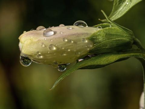 Flower Bud Drops Wet Macro