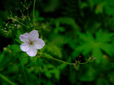 Flower Macro Plant Purple Wild