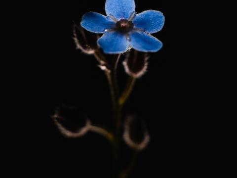 Flower Petals Blue Macro