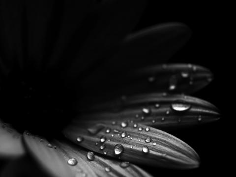 Flower Petals Drops Macro Black-and-white