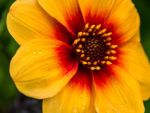 Flower Petals Drops Wet Macro Yellow