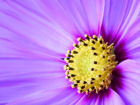 Flower Petals Macro Purple Yellow