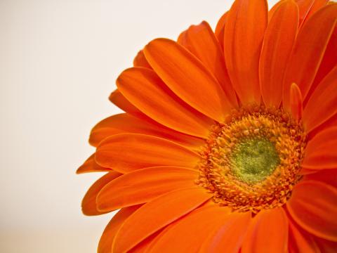Flower Petals Orange Bright Macro