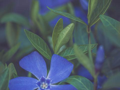 Flower Petals Plant Macro Blue