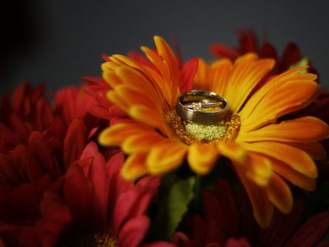 Flower Petals Wedding-rings Wedding