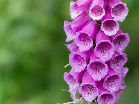 Flower Plant Macro Purple