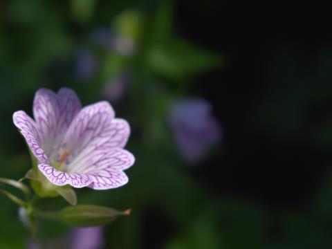 Flower Plant Petals Blur Macro