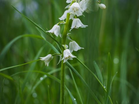 Flower White Plant Grasses