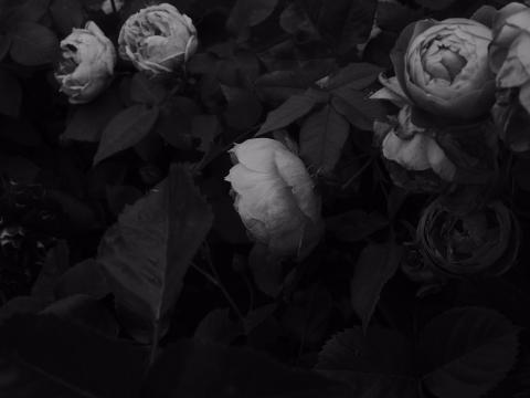 Flowers Leaves Black-and-white Black