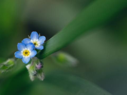 Flowers Leaves Plant Macro