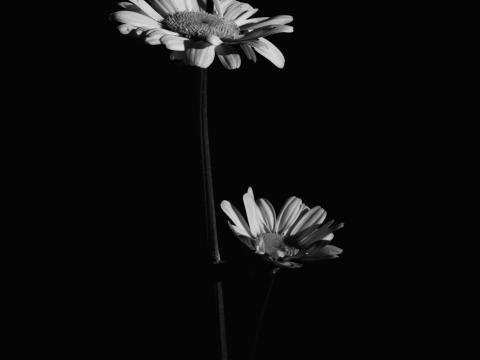 Flowers Petals Black-and-white Black