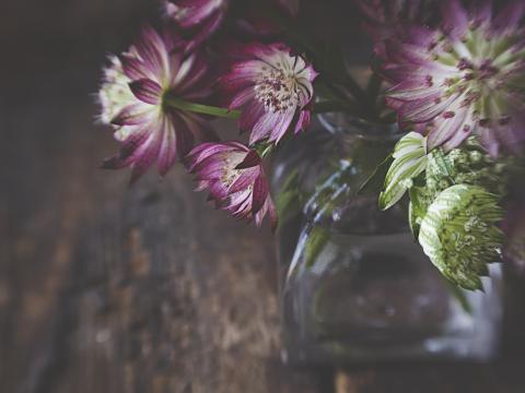 Flowers Petals Bouquet Vase Aesthetics