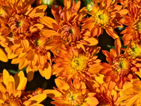 Flowers Petals Orange Macro