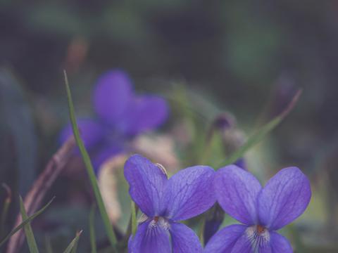 Flowers Petals Plant Purple Macro