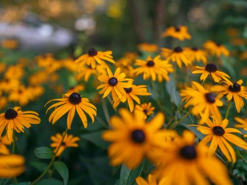 Flowers Petals Plant Yellow Macro