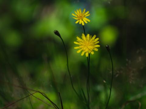 Flowers Petals Yellow Macro Blur