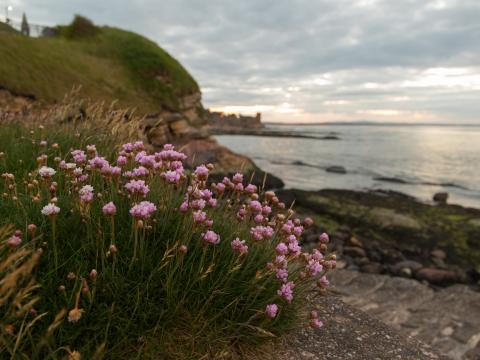 Flowers Plant Coast Rocks Landscape
