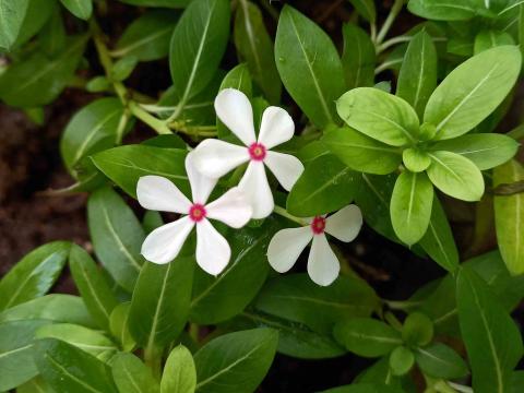 Flowers Plant Leaves Macro