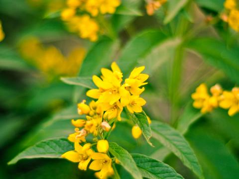 Flowers Plant Leaves Macro Yellow