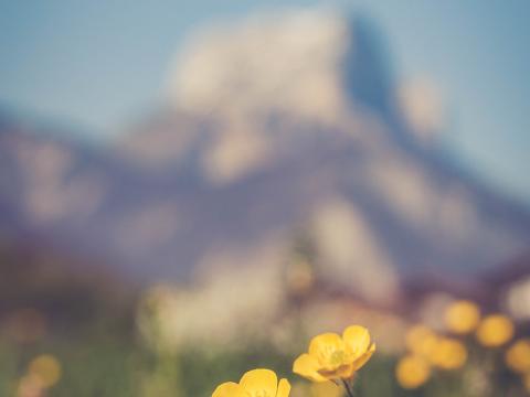 Flowers Plant Yellow Mountains Blur Macro