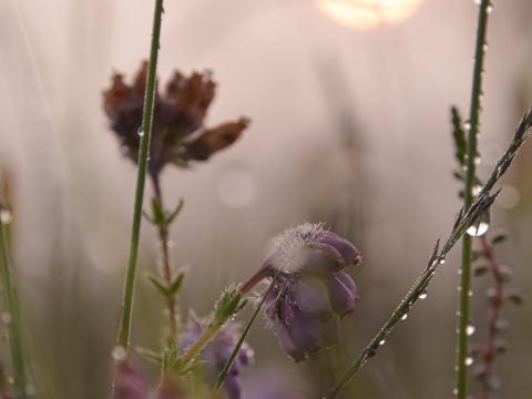 Flowers Plants Drops Macro Blur