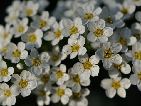 Flowers White Petals Macro