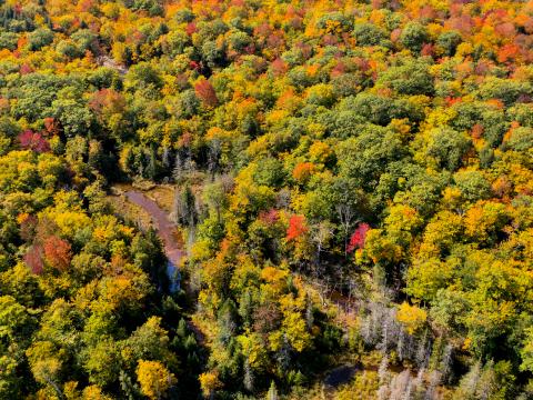 Forest Trees Aerial-view Autumn