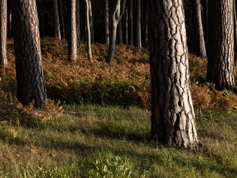 Forest Trees Bark Nature Landscape