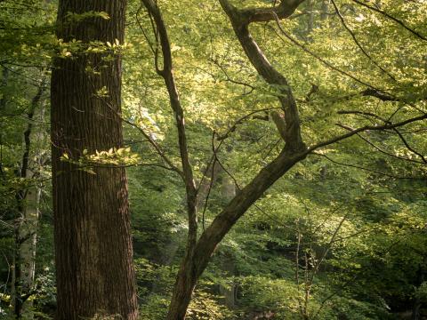 Forest Trees Branches Nature Landscape