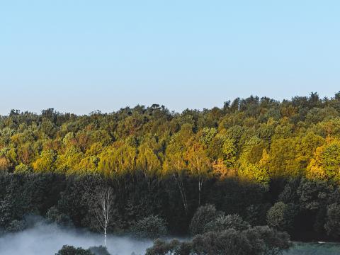 Forest Trees Bushes Fog Landscape