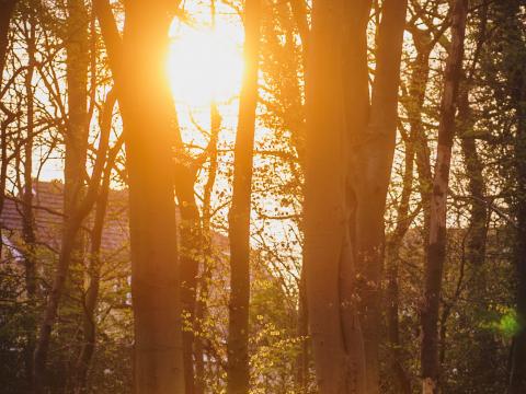 Forest Trees Flowers Sun Light Nature