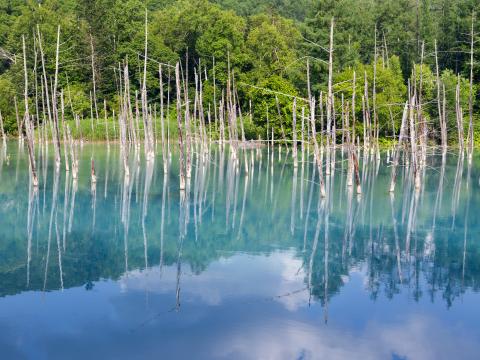 Forest Trees Lake Branches Dry Reflection Nature