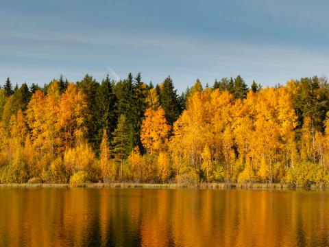 Forest Trees Lake Reflection Autumn