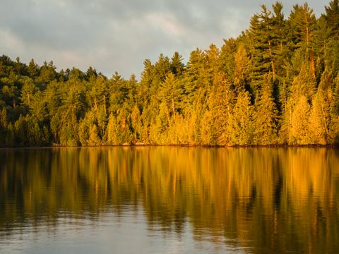 Forest Trees Lake Twilight Landscape