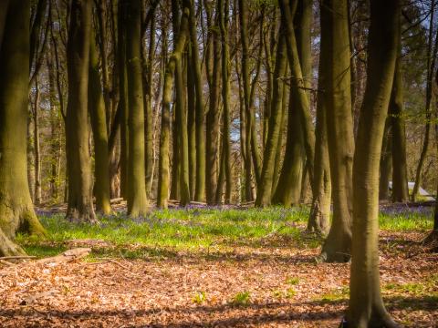 Forest Trees Landscape Nature Light