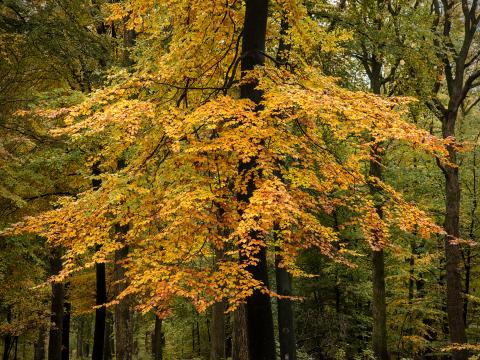 Forest Trees Leaves Autumn Nature Landscape