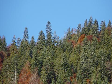 Forest Trees Moon Sky Nature