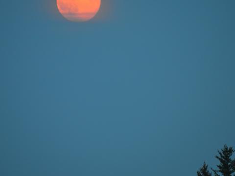 Forest Trees Moon Sky Twilight