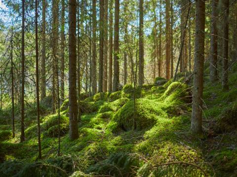 Forest Trees Moss Plants Green Nature